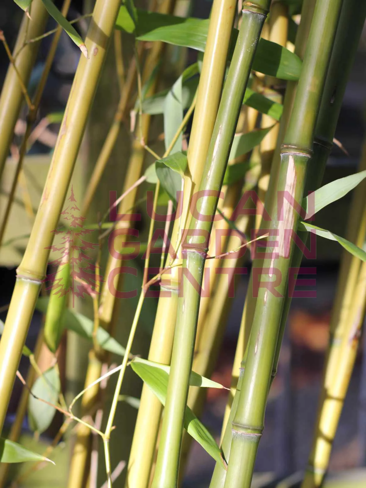 Phyllostachys Bissettii Lucan Garden Centre